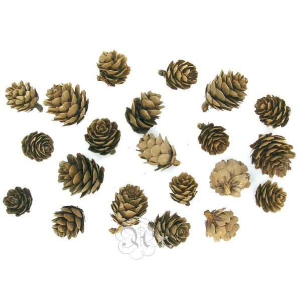 Set 15 Mini Piñas Pino 3 Cm.