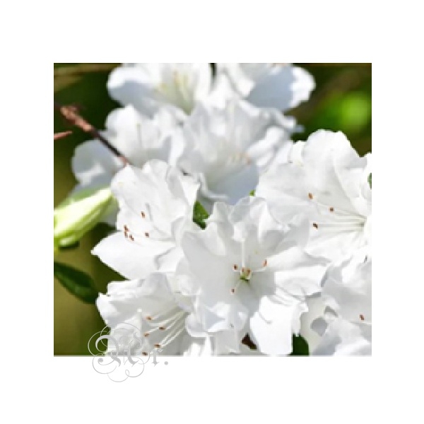 Esencia 20 Ml. Flores Blancas